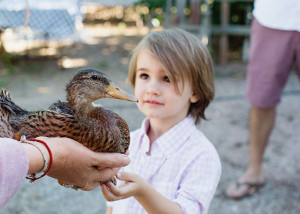 our boy meets a duckling | | the love designed life