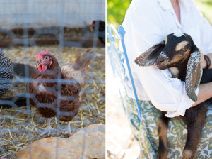 chickens and goats on the simple farm | | the love designed life
