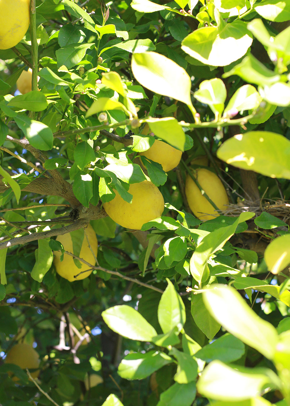 the lemon tree in the backyard of our palm springs airbnb | thelovedesignedlife