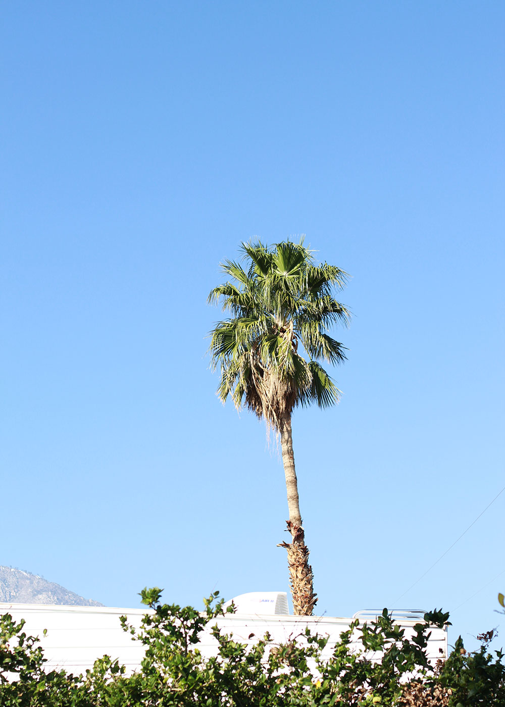 palm trees in palm springs | thelovedsignedlife.com