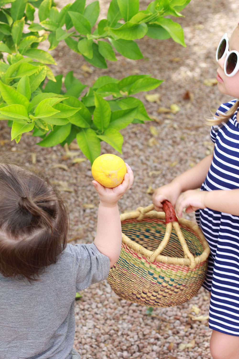 my kids love gathering lemons in their baskets at our new home. | thelovedesignedlife.com