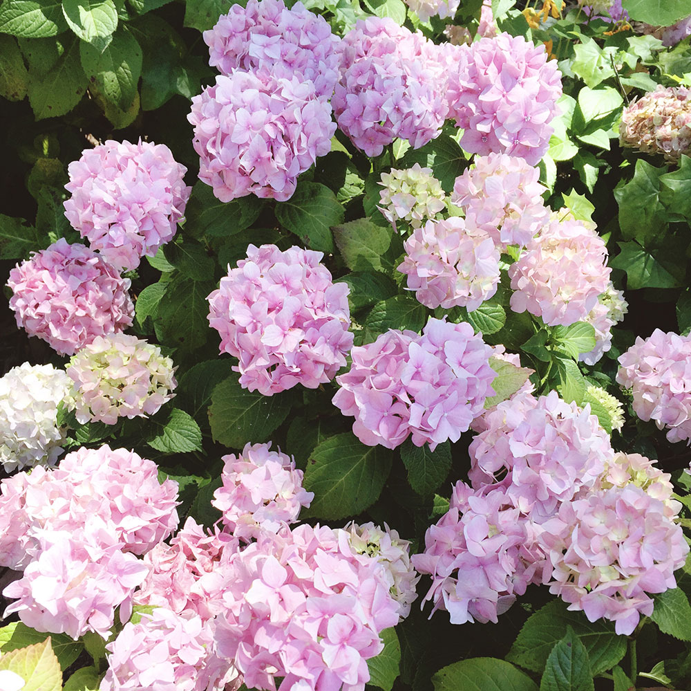 pretty flowers in golden gate park, san francisco blooming for the wedding we were at