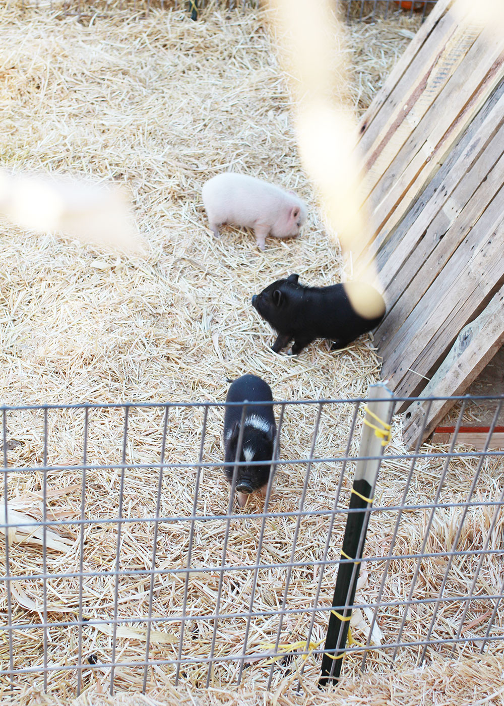 the cutest baby piglets at our october pumpkin patch farm visit | thelovedesignedlife.com