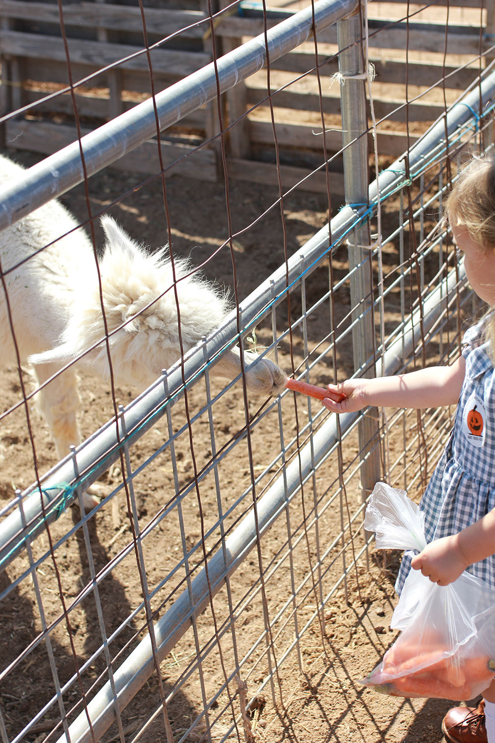 our october pumpkin patch farm visit | thelovedesignedlife.com