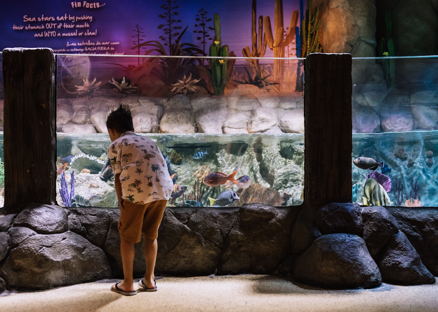 checking out the fish tanks at the SEA LIFE Aquarium Arizona | thelovedesignedlife.com #sealifeaquariumarizona #summerfun #funwithkids