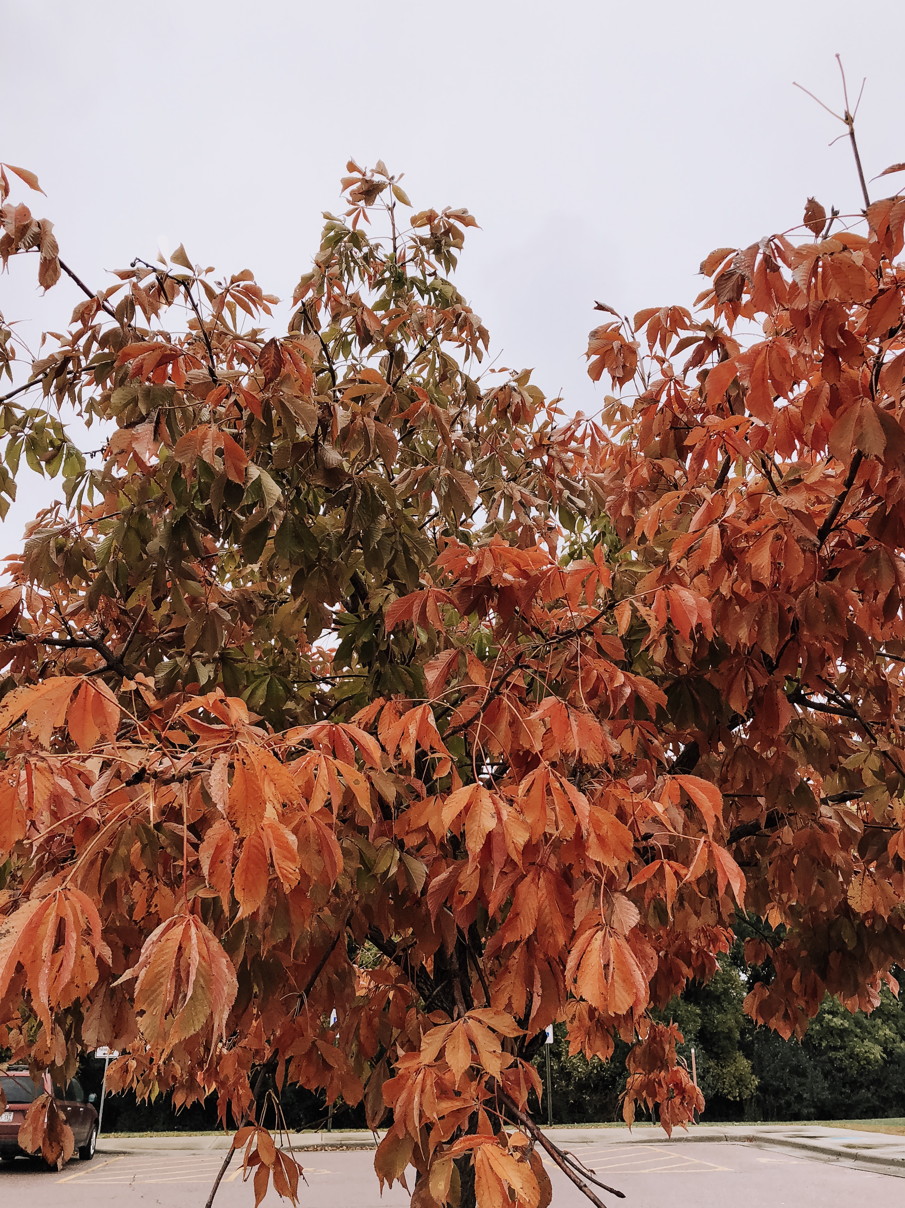 gorgeous red fall leaves! | thelovedesignedlife.com #southdakota #fallleaves #familytravel