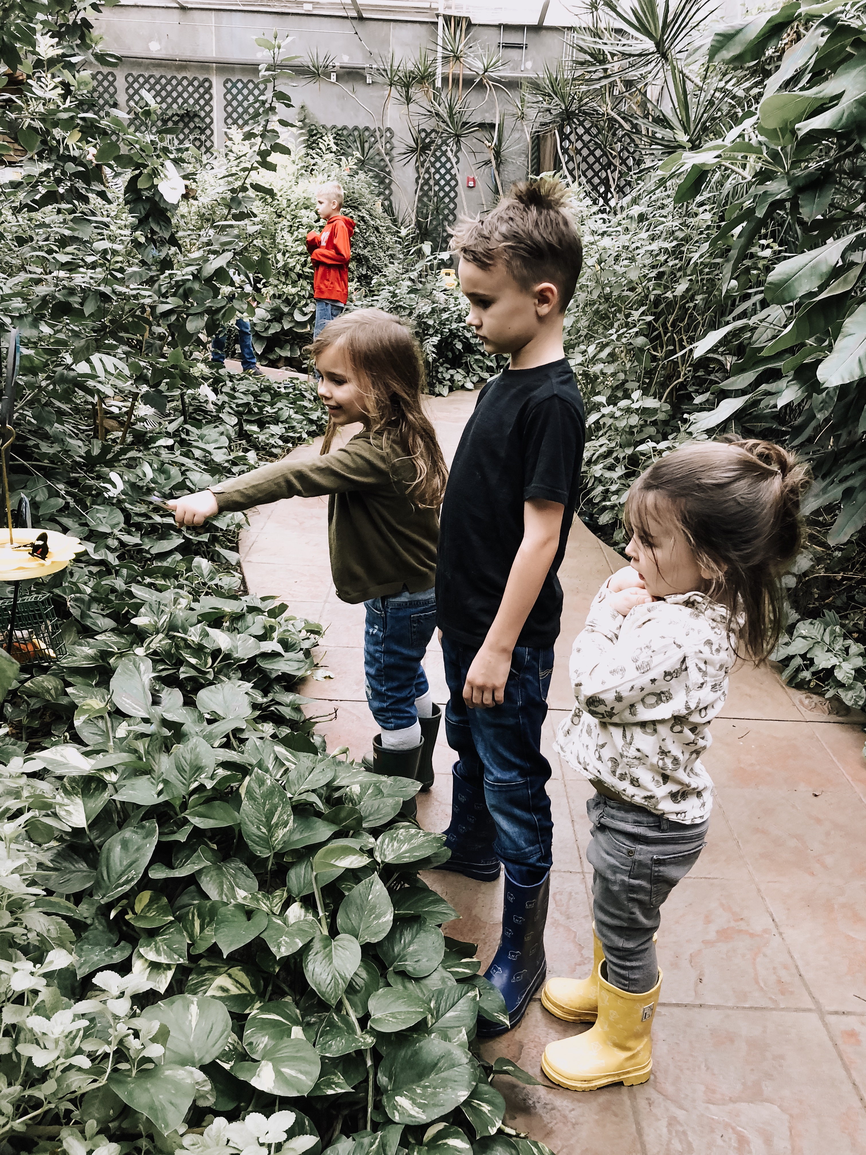 checking out the butterfly house and aquarium | thelovedesignedlife.com #butterflyhouse #funwithkids #visitsd