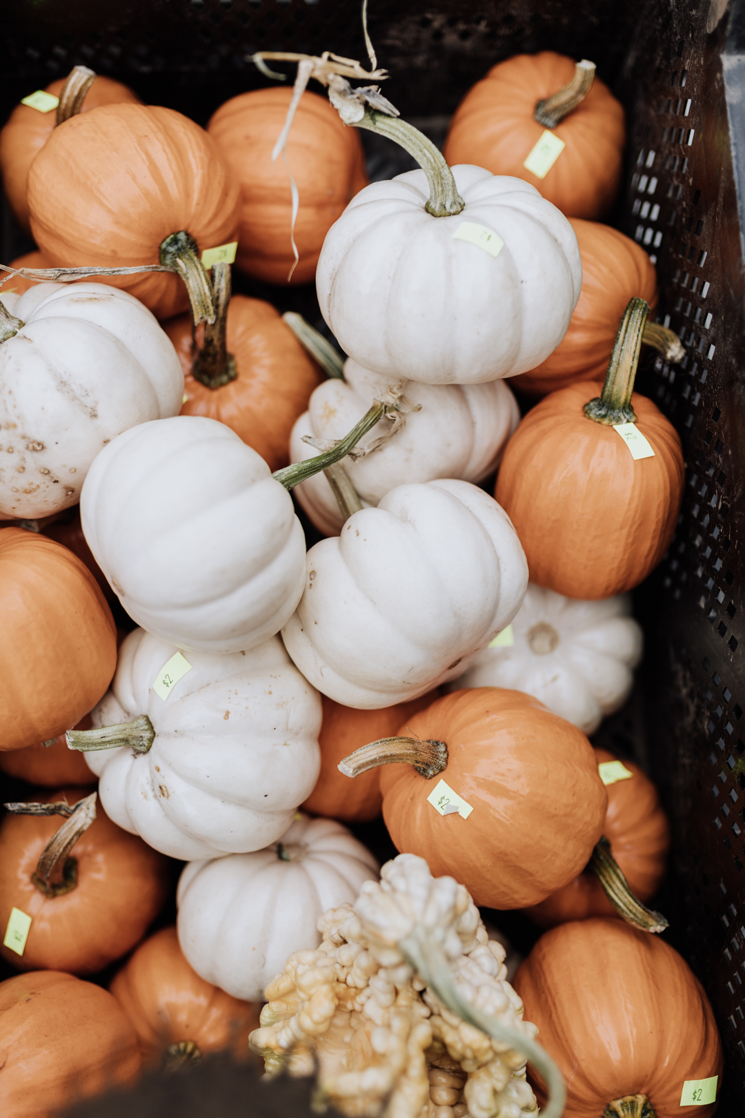 cutest little pumpkins! | thelovedesignedlife.com #farmersmarket #pumpkins #fall