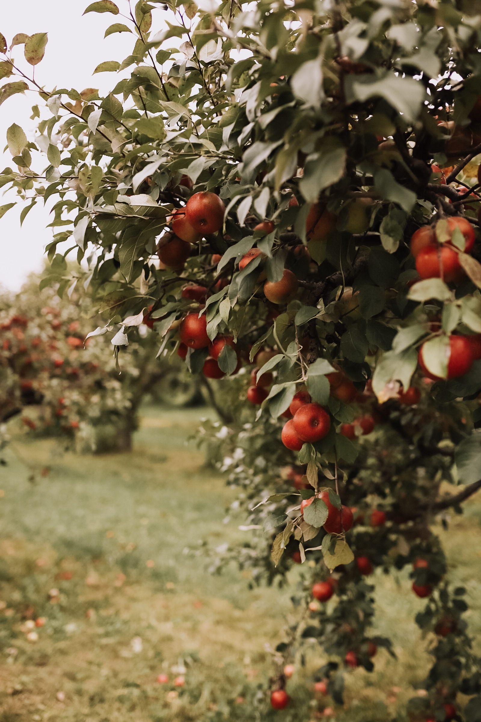 the most gorgeous apple orchard! | thelovedesignedlife.com #applepicking #fallapples #southdakota