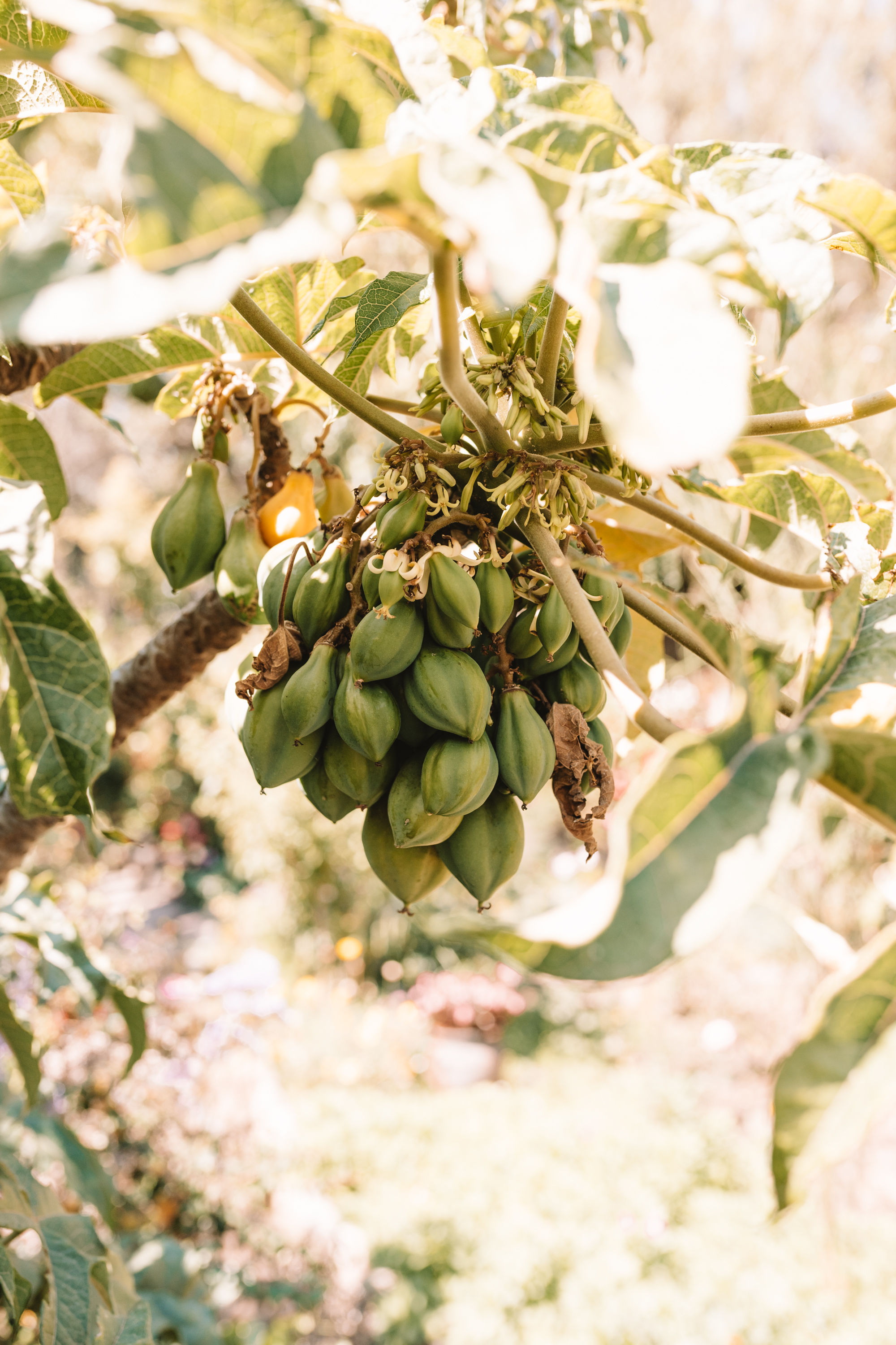 a fruit tree in the Andean gardens of Willka Tika in the Sacred Valley of Peru #travel #peruretreat