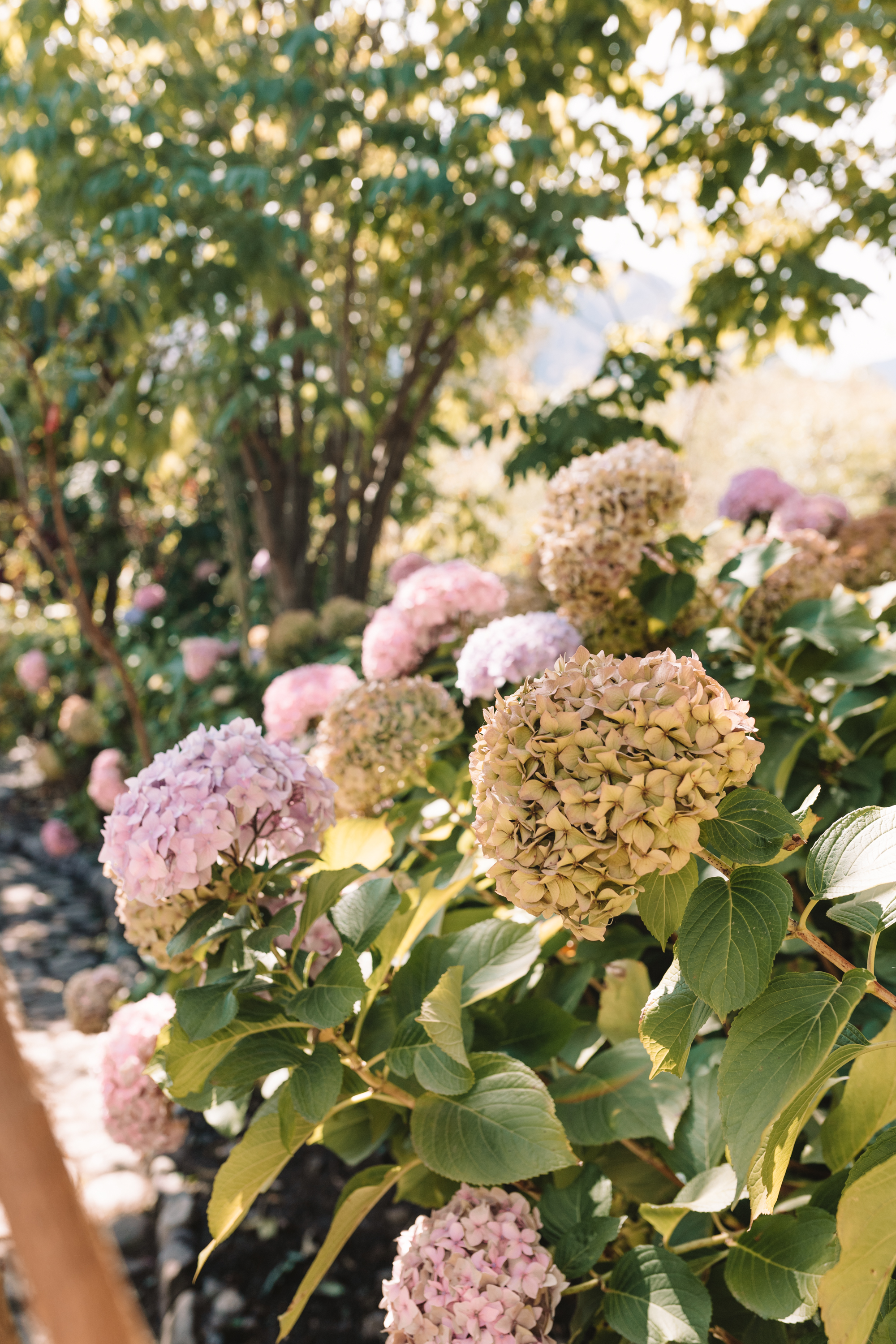 the biggest, most beautiful hydrangeas I have ever seen in Peru gardens of Willka Tika #peruretreat #hydrangeas #flowers