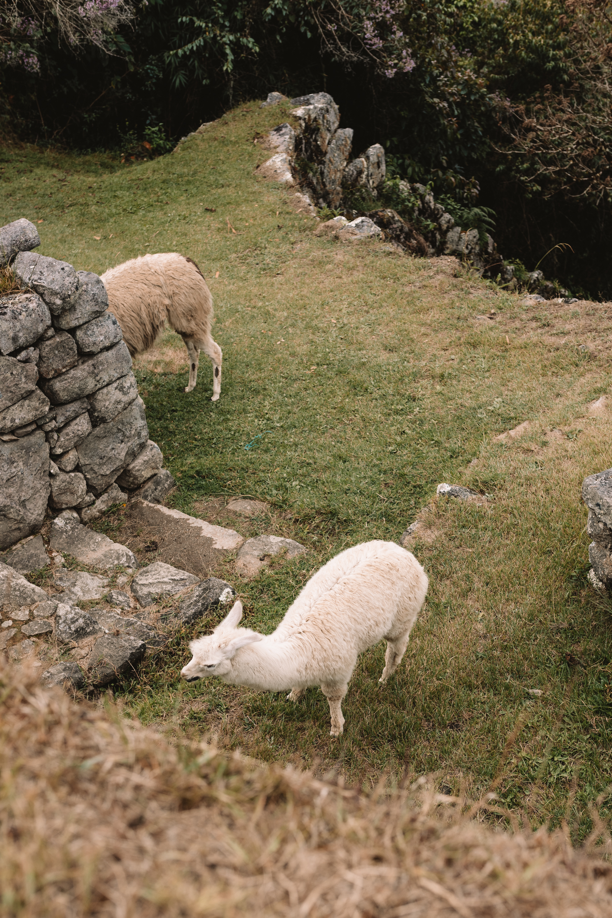 llamas at Machu Picchu