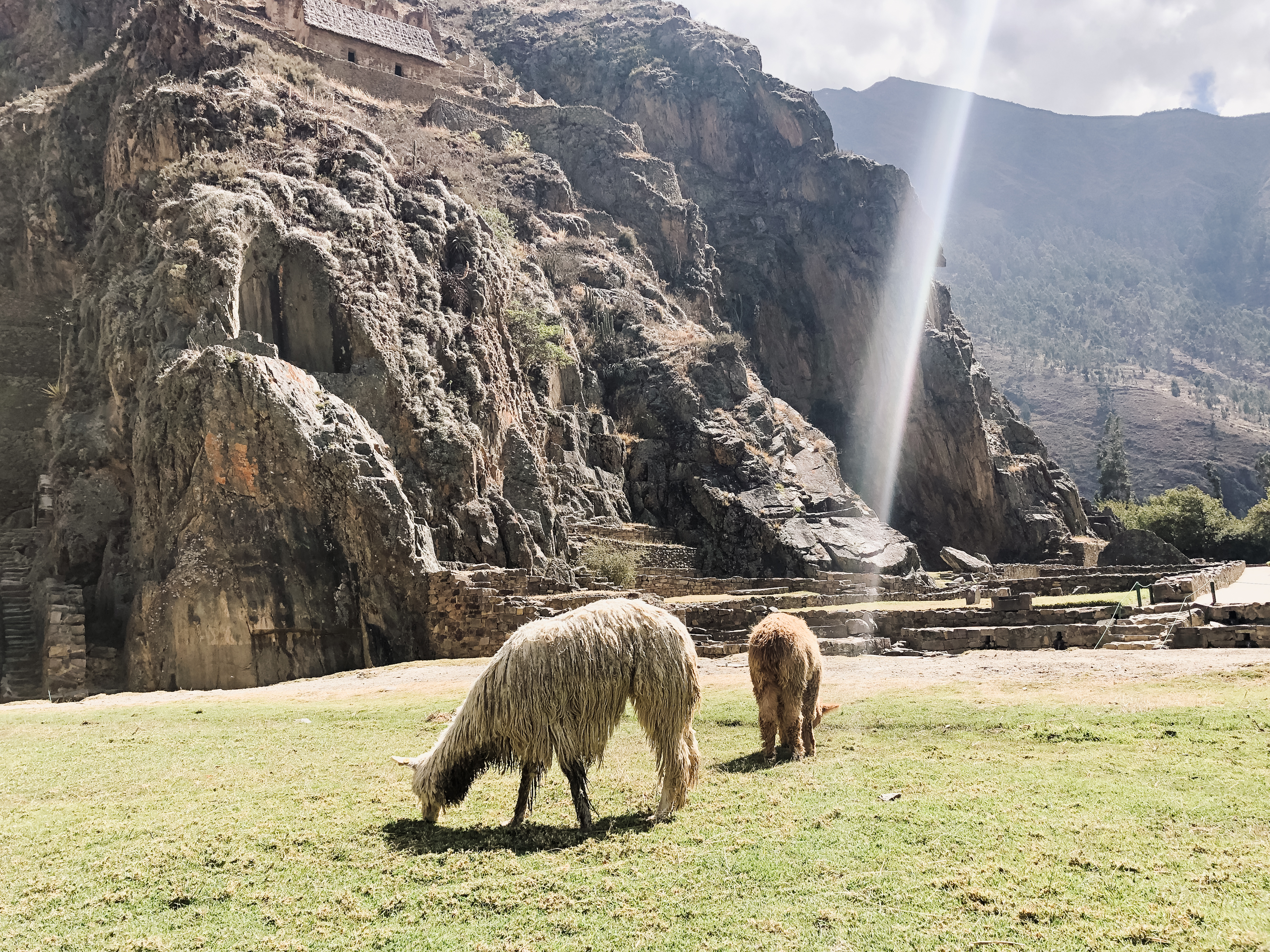 llamas in peru!