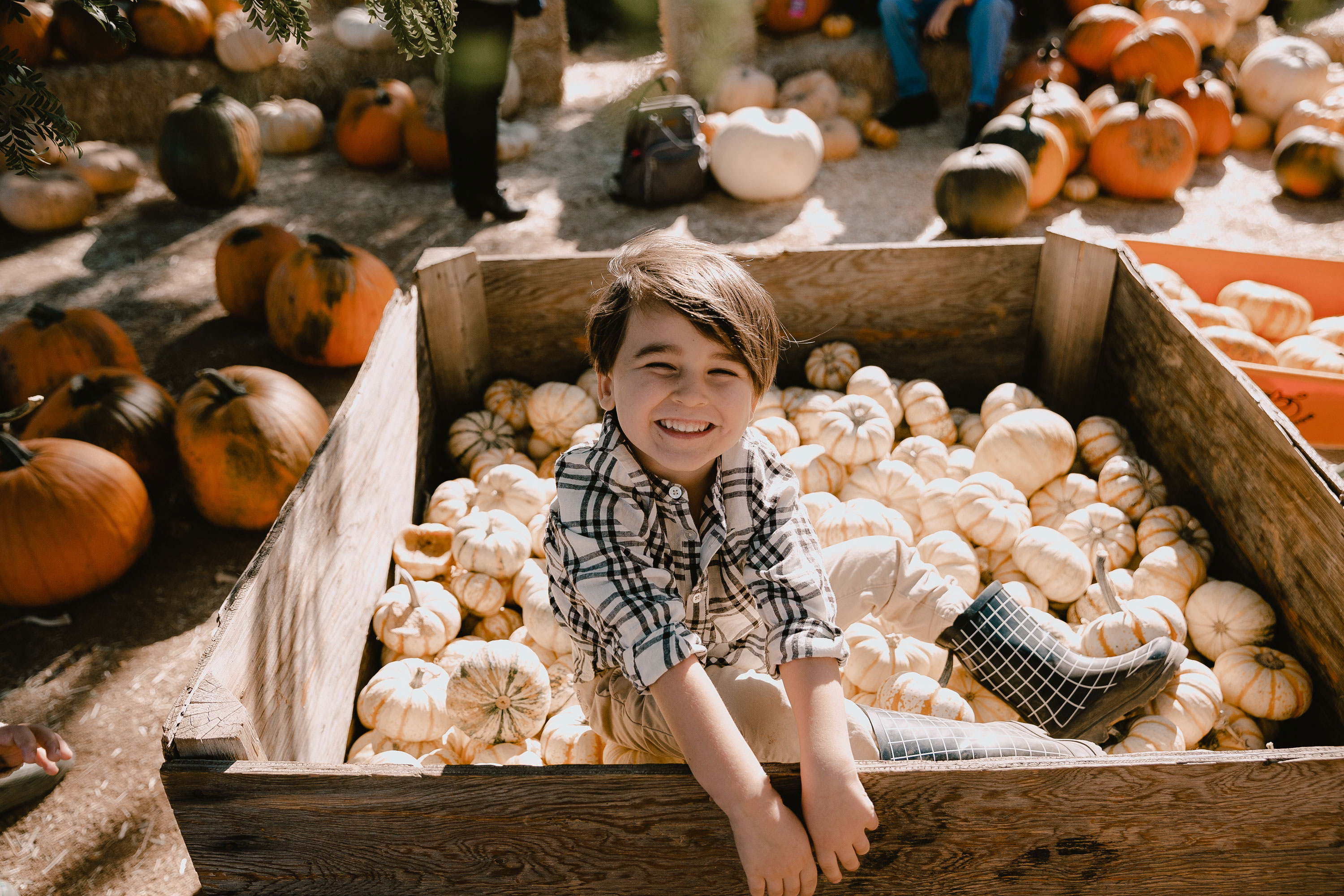 cutest pumpkin in the patch (bin) in his black and white check Rylee & Cru shirt from Bohemian Mama. #boma #fall #whitepumpkins #pumpkinpatch