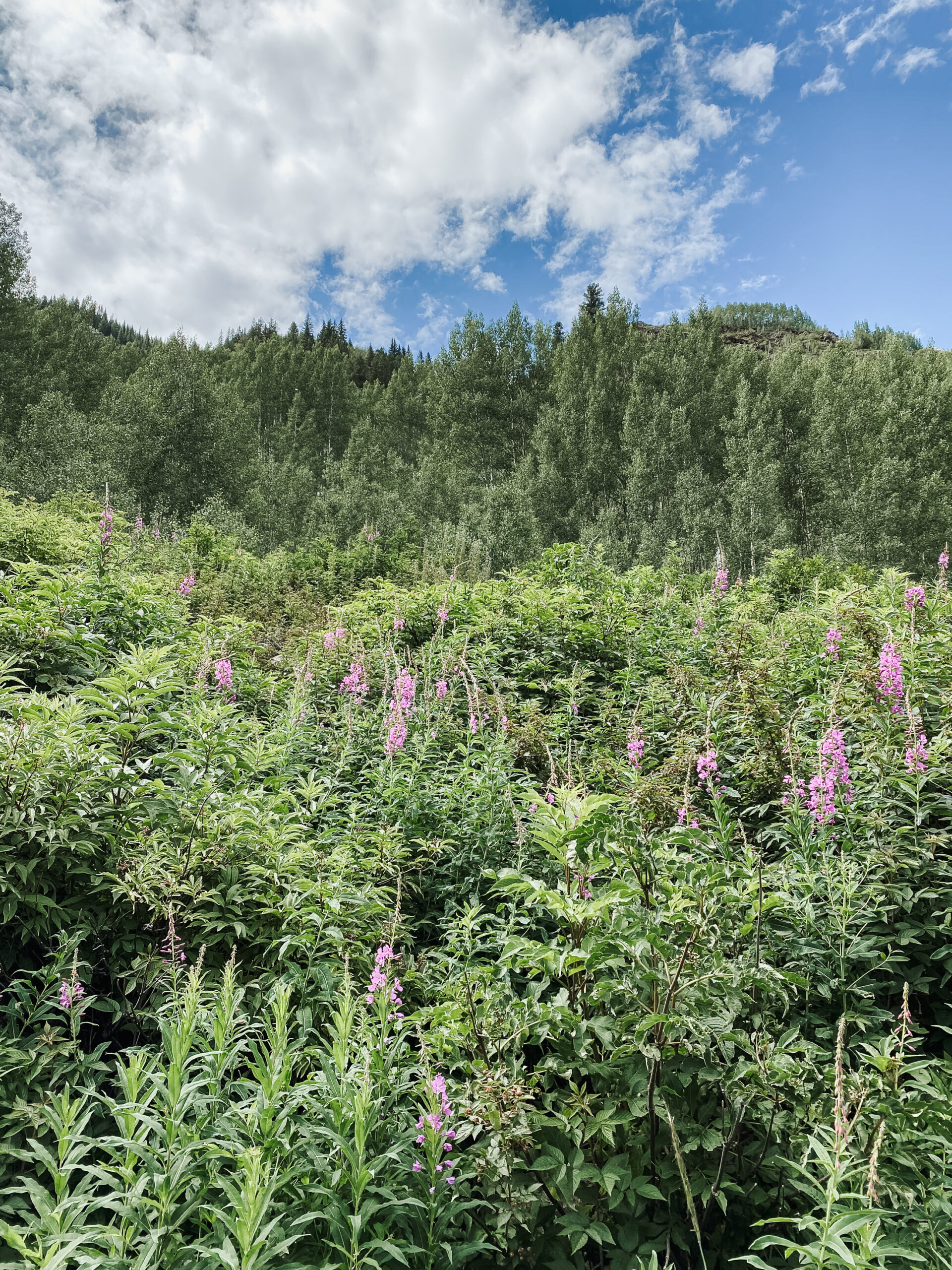 wildflowers in bloom in Maroon Bells hiking area. #thelovedesignedlife #maroonbells #wildflowers