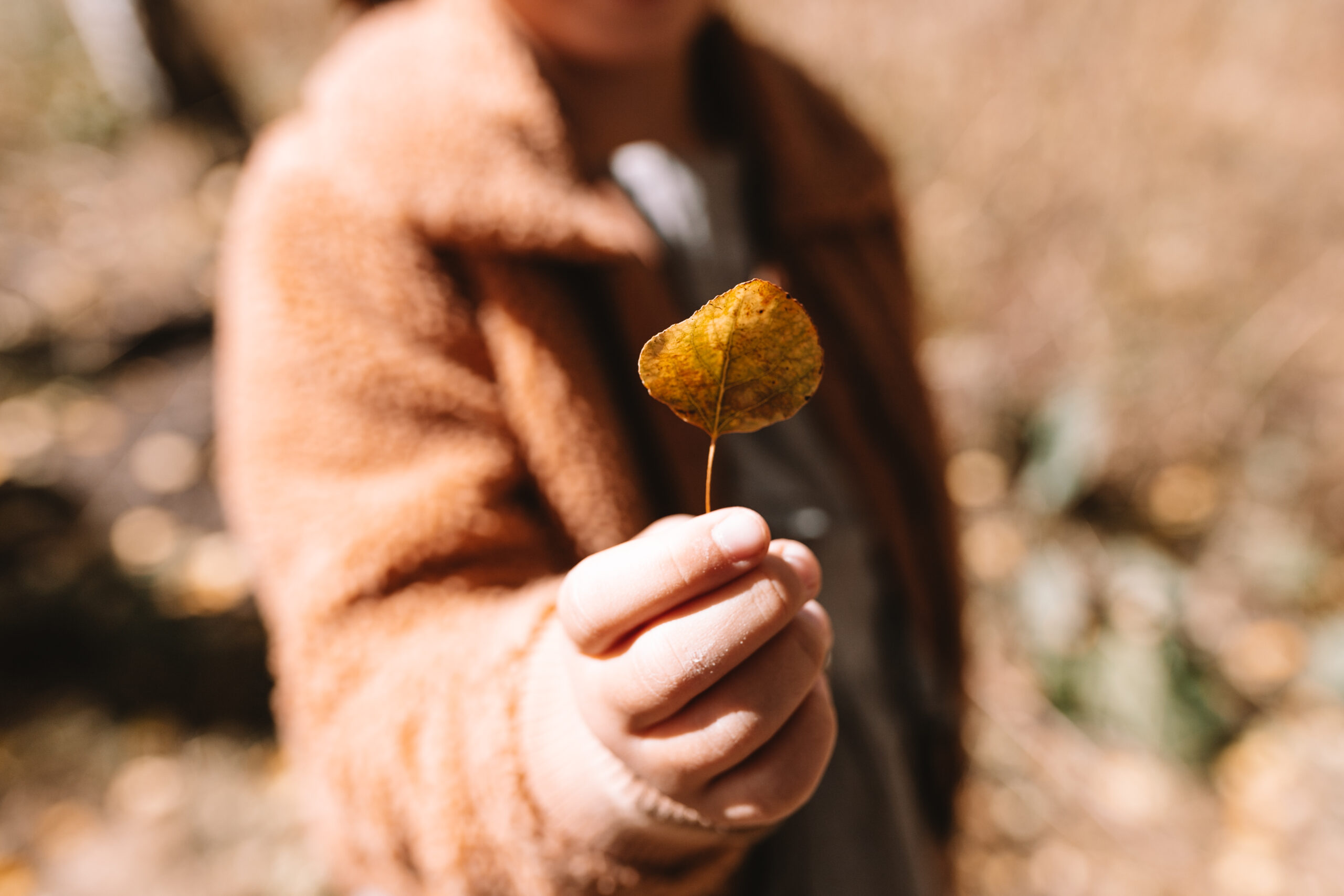 love the golden color of the changing aspen trees in fall! #thelovedesignedlife #theldltravels 