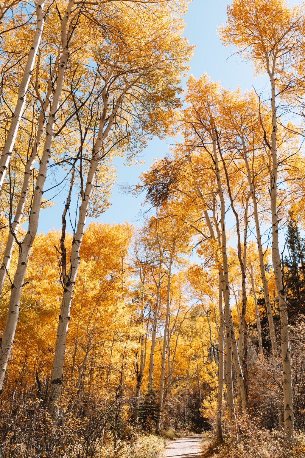 finding fall in the mountains - the love designed life