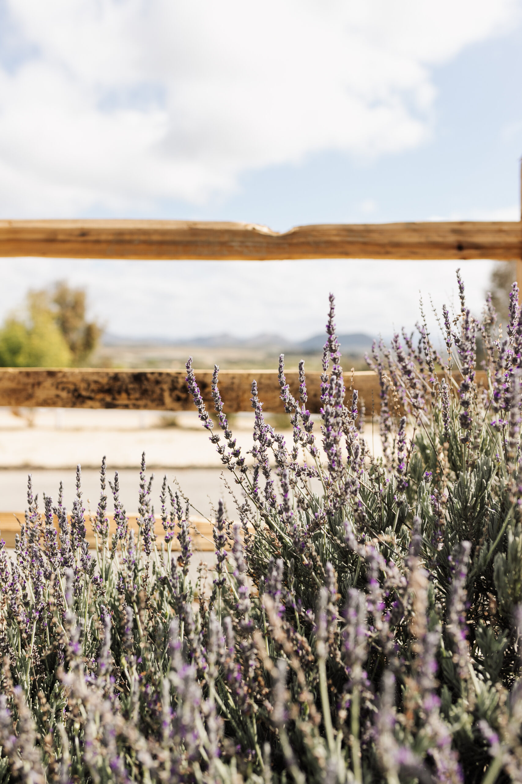 this gorgeous lavender was growing right outside our back patio and smelled amazing! #lavendar #winecountry #temecula