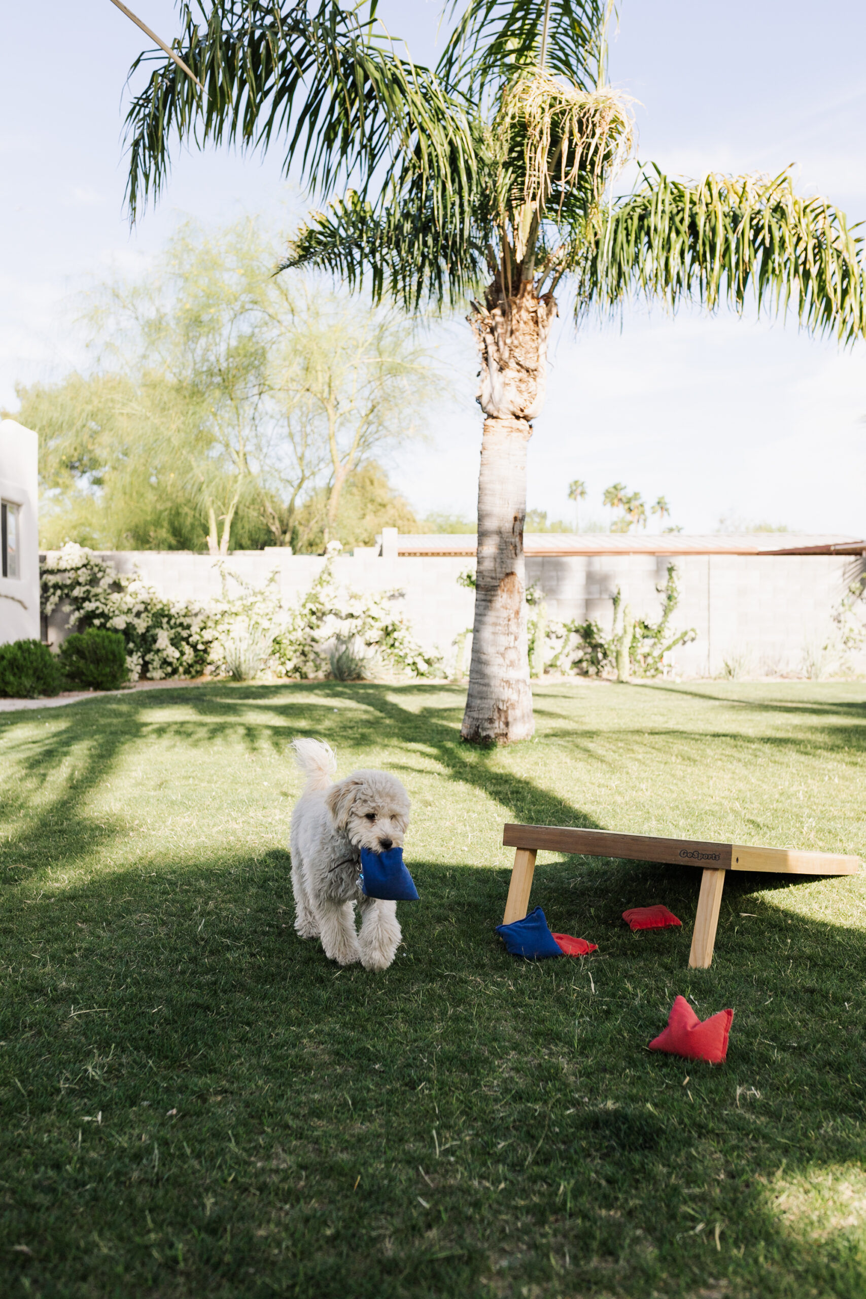 even the dog likes to get in on the action #springtie in the backyard #theldlhome #backyardliving