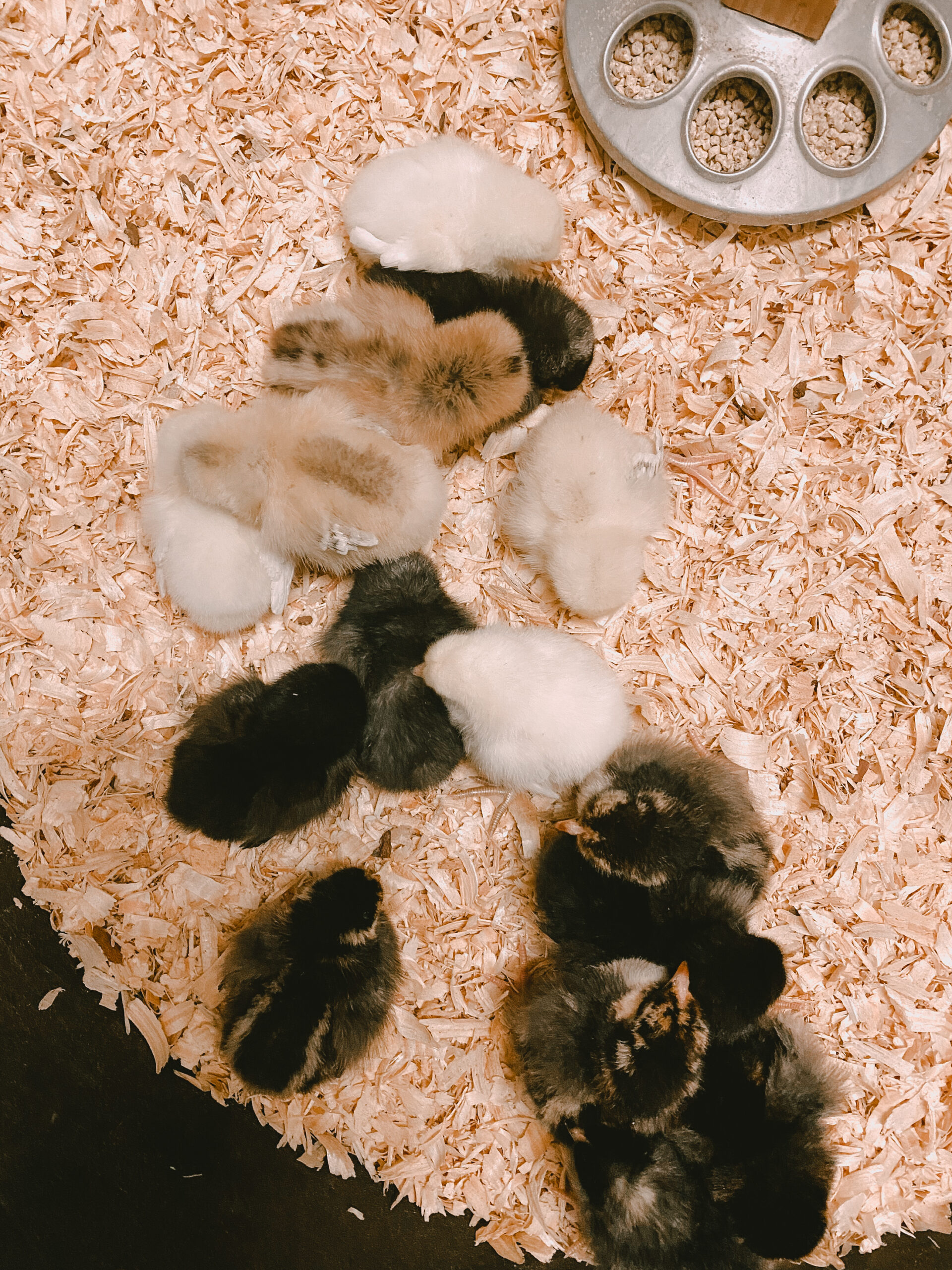 our tiny baby chicks, just a few days old! #backyardchickens #chickenfarmer #babychicks