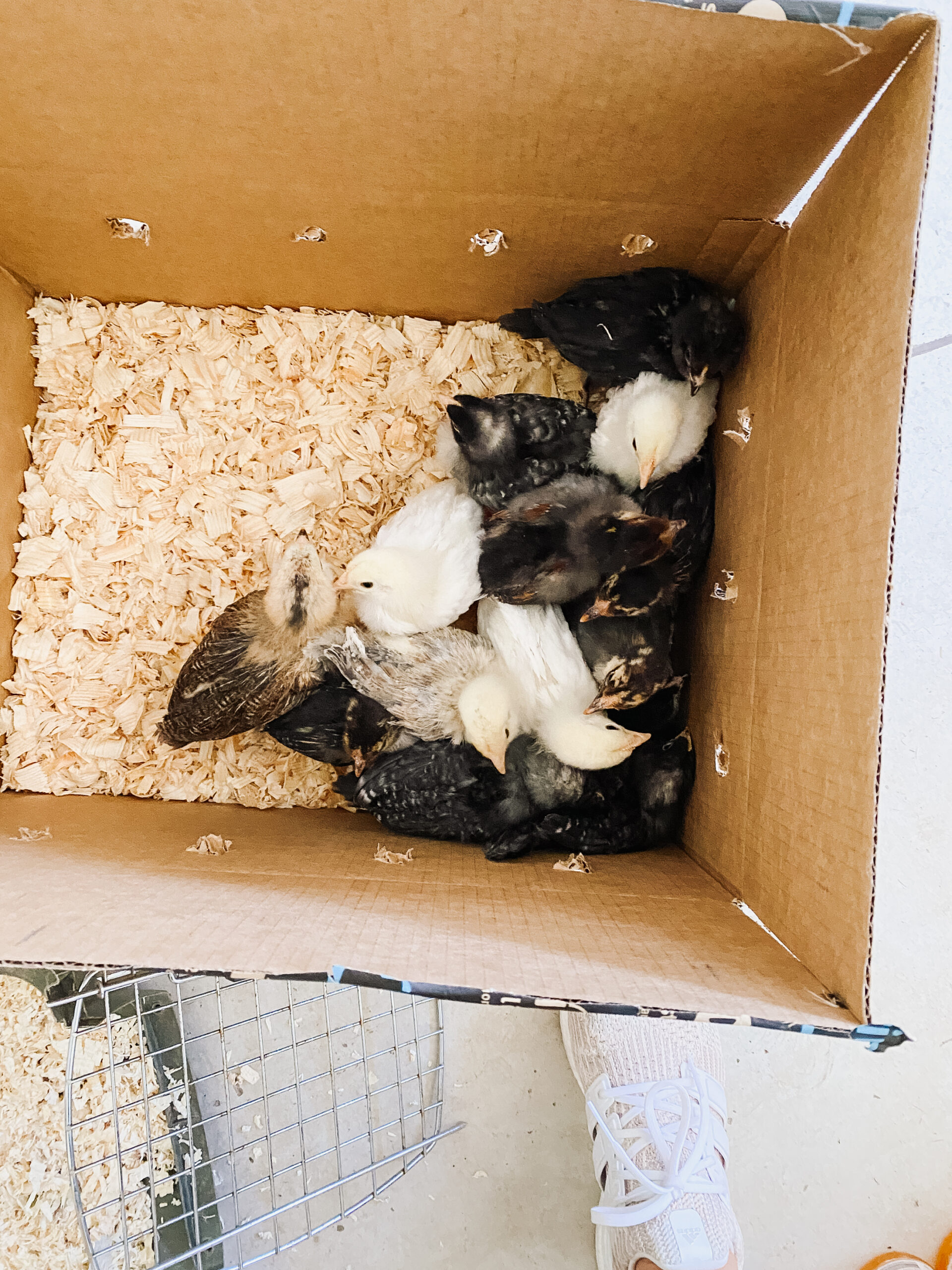 three week old baby chicks, ready fto head to their new home. #thelovedesignedlife #babychicks #backyardchickens