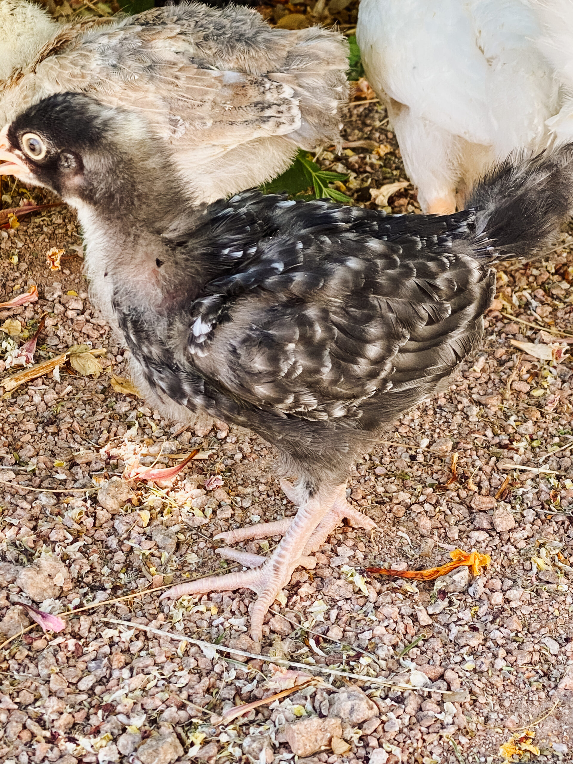 one of our baby chicks, about 4 weeks old #thelovedesignedlife #raisingchickens #backyardchickens