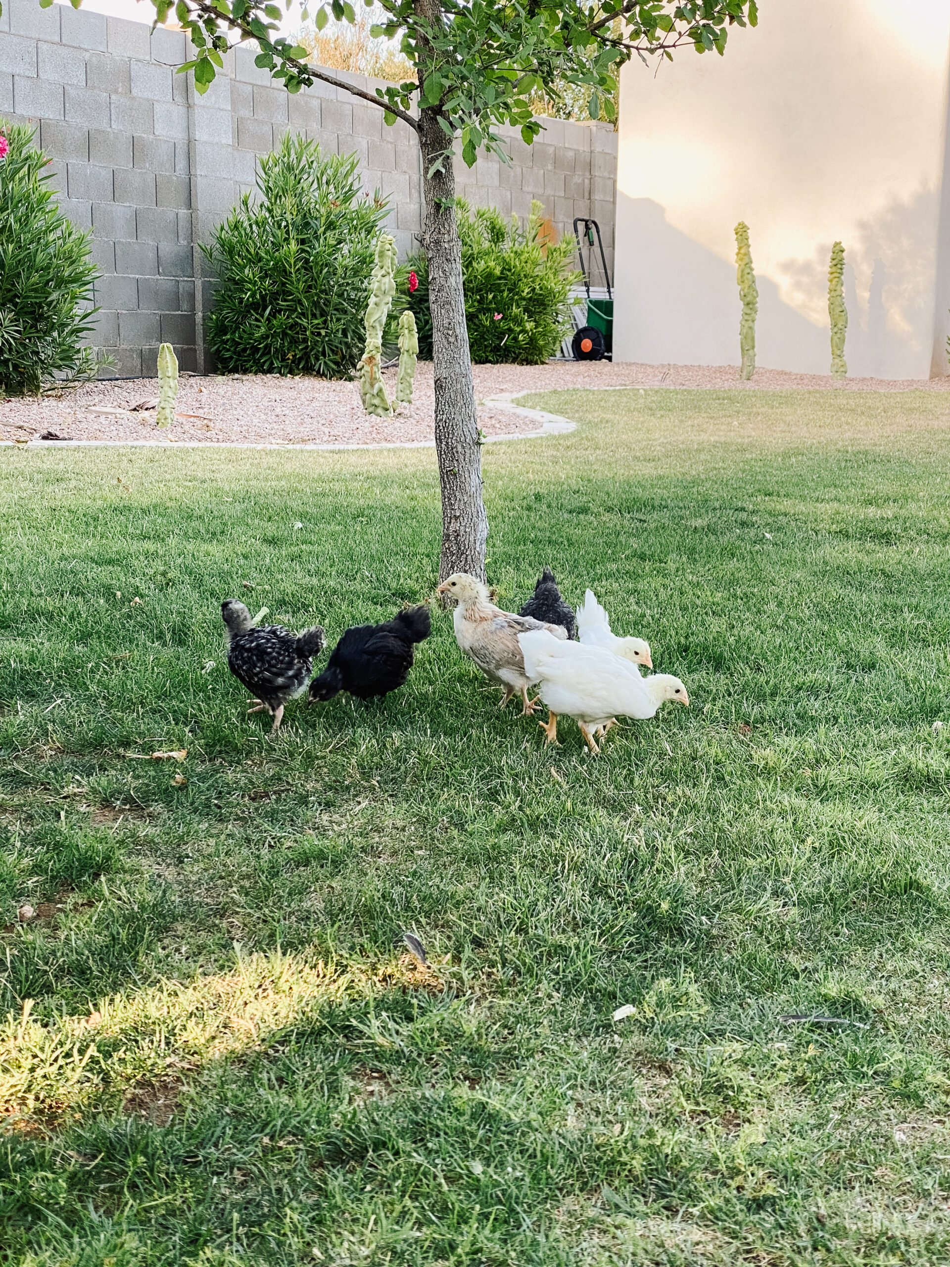 free ranging our baby chicks in the backyard #thelovedesignedlife #backyardchickens #freeranging