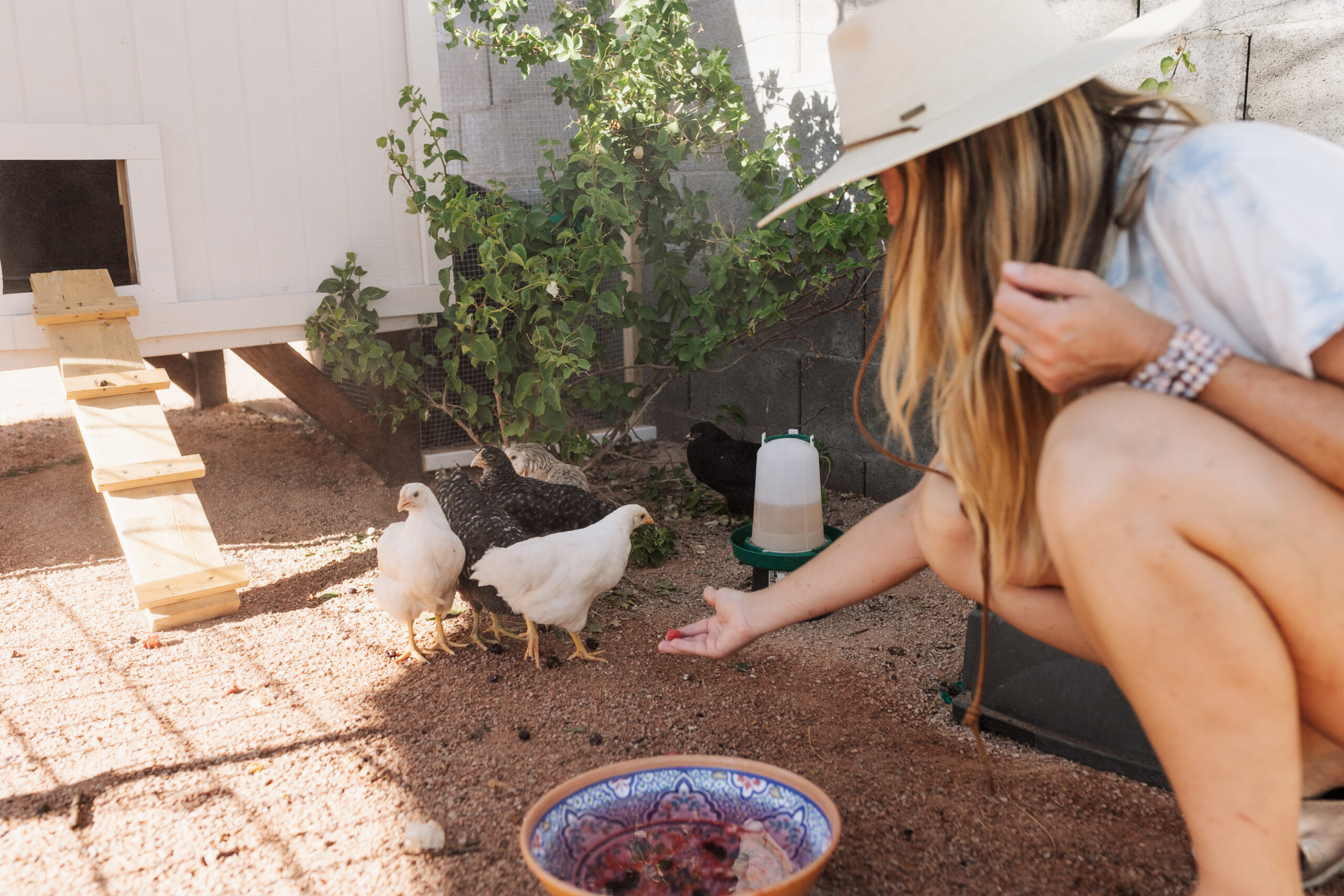 keeping our chicks cool with frozen berries in cold water #thelovedesignedlife #desertliving #desertchickens #homesteading