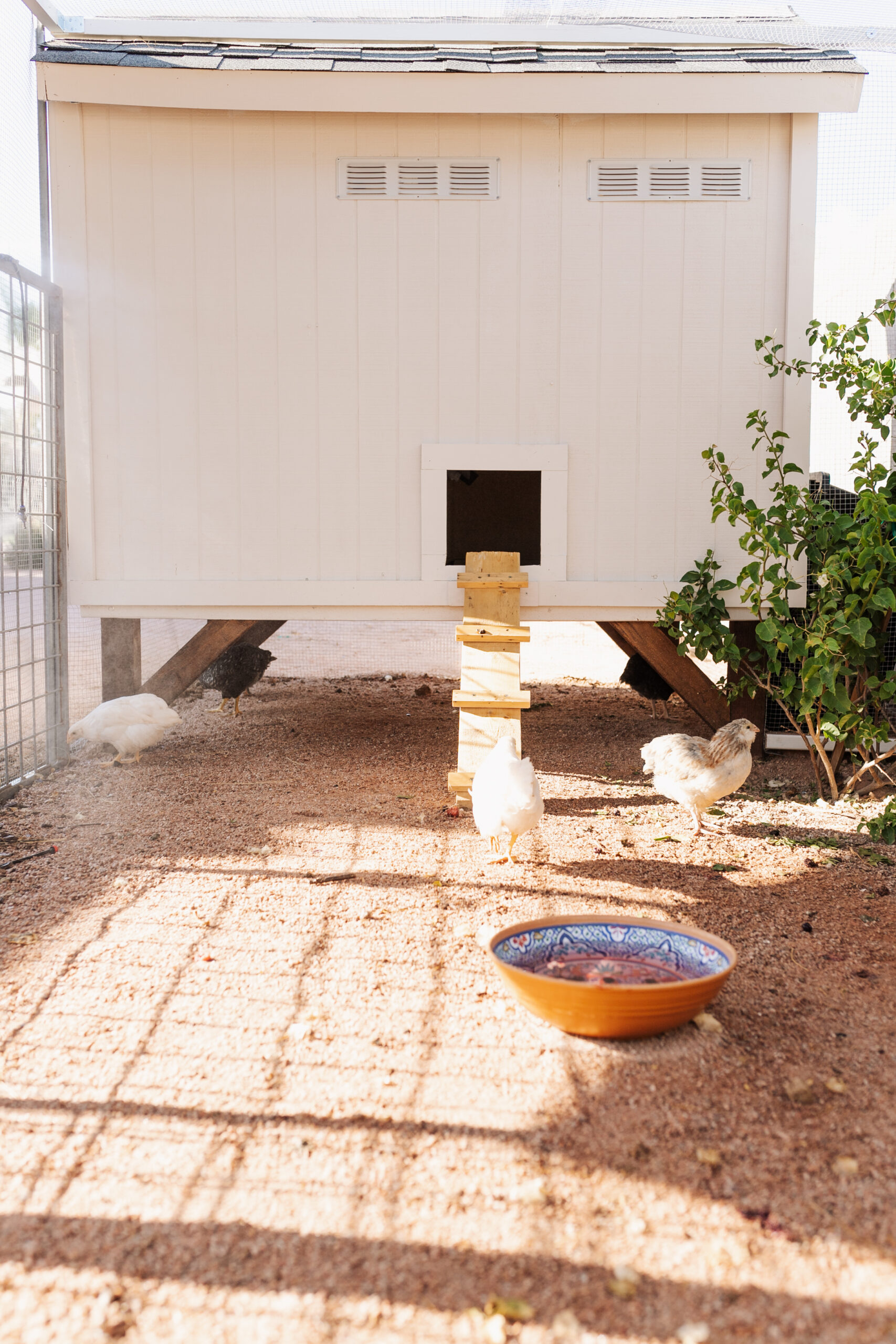 happy chickens in their new desert chicken coop and run #thelovedesignedlife #backyardchickens #raisingchickens #fresheggs