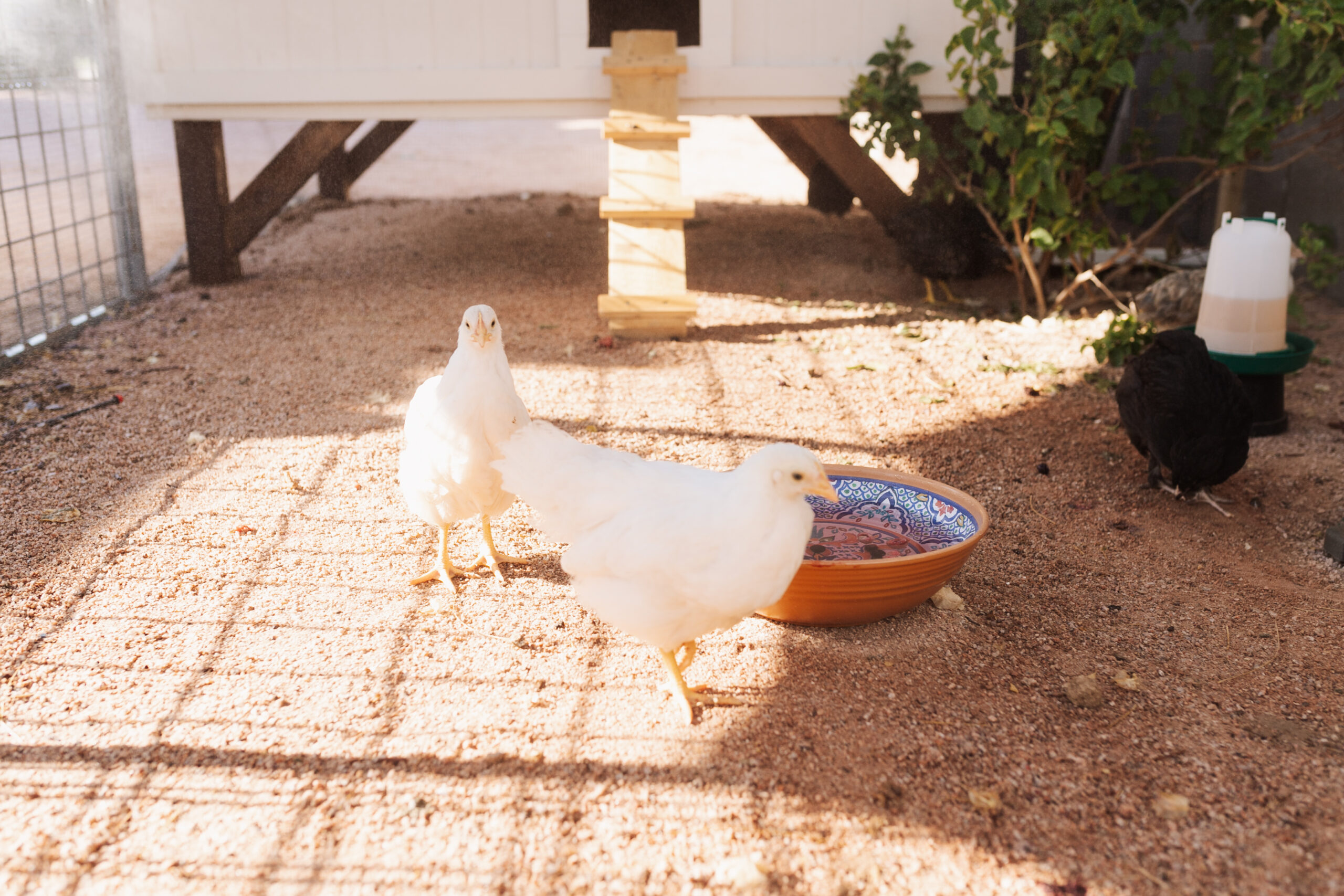 happy chickens in the backyard shaded predator proof chicken run