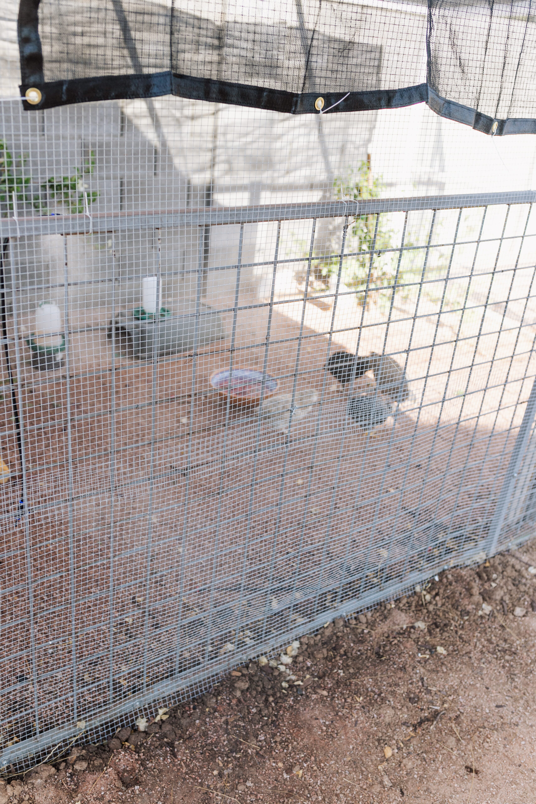 misters, plenty of water, and shade to keep our chickens cool in the summer desert heat. #thelovedesignedlife #theldlhome #desertchickens