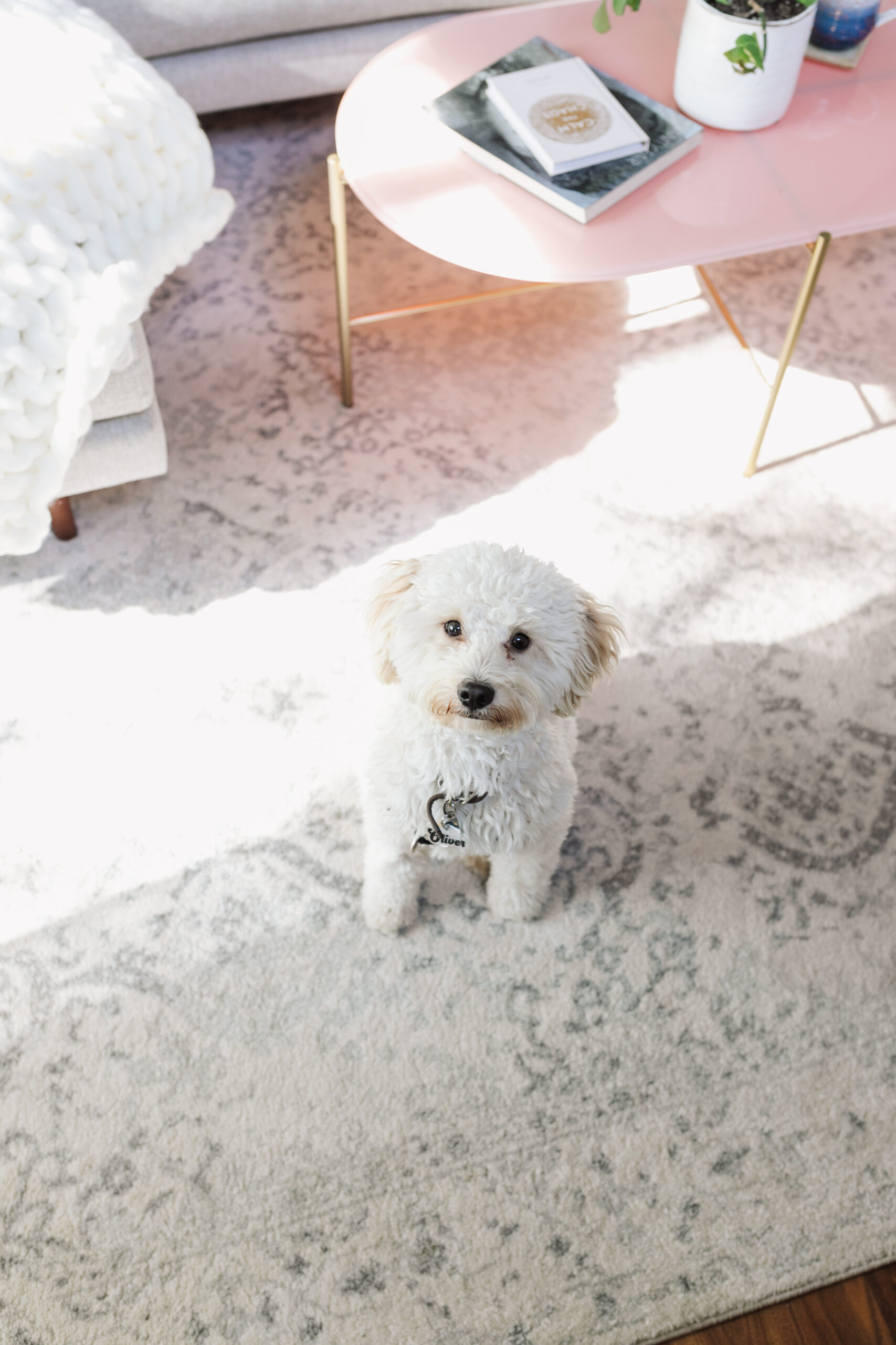 oliver approves. ;) modern mountain living room on the blog! #thelovedesignedlife #labradoodle #homedesign #interiordesign