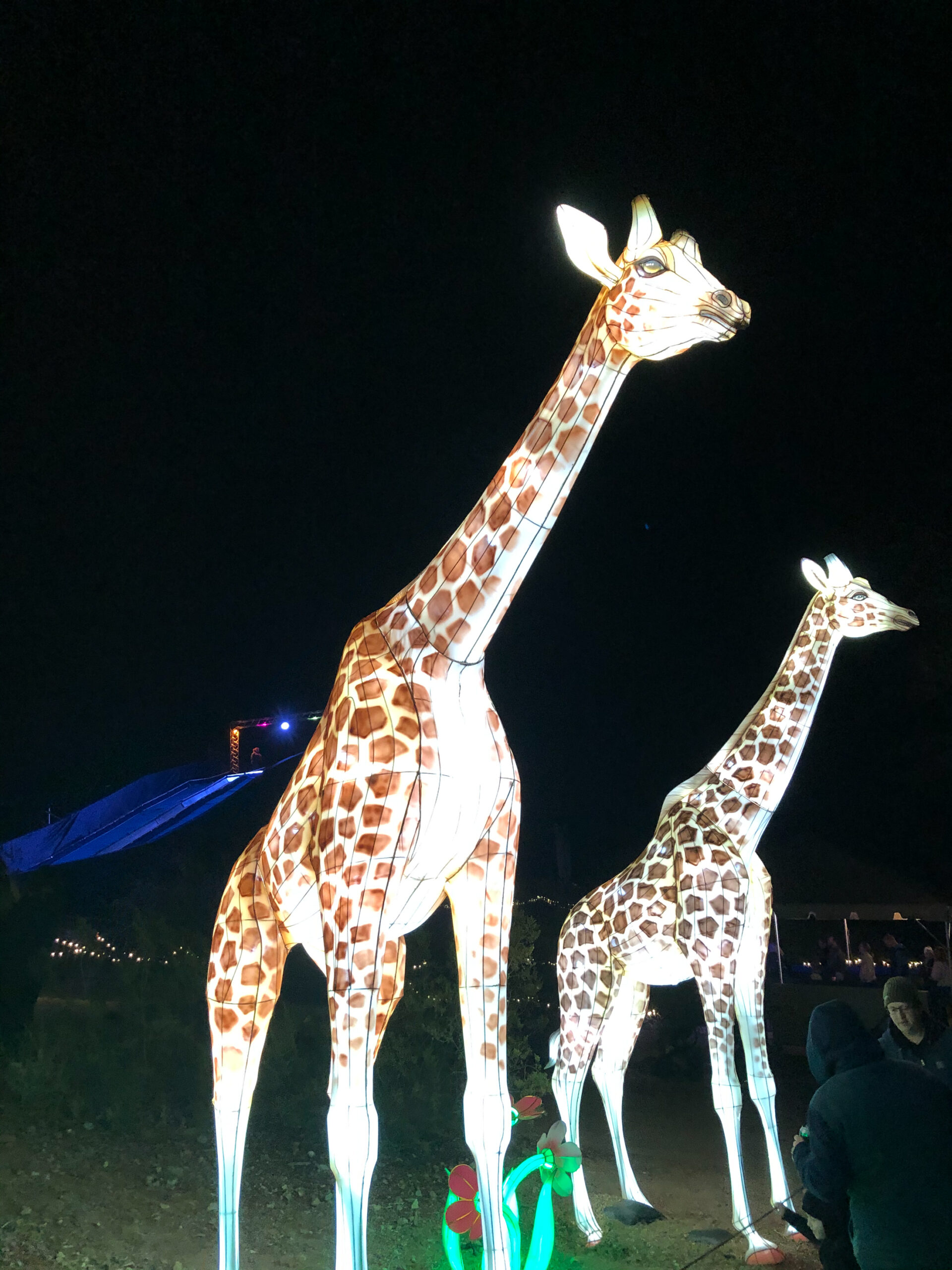 we love phoenix zoo lights! #thelovedesignedlife #phoenixzoolights #phoenixzoo