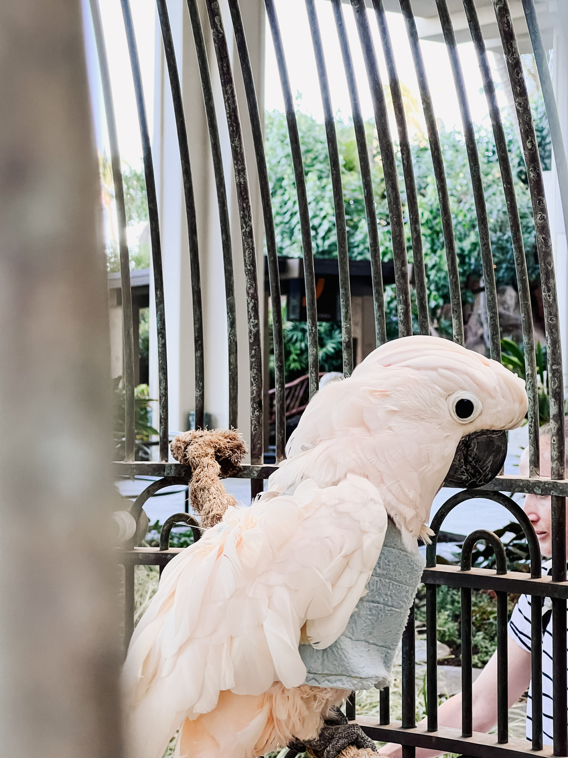 one of may tropical birds on property at the hyatt regency maui #theldltravles #familytravel #maui