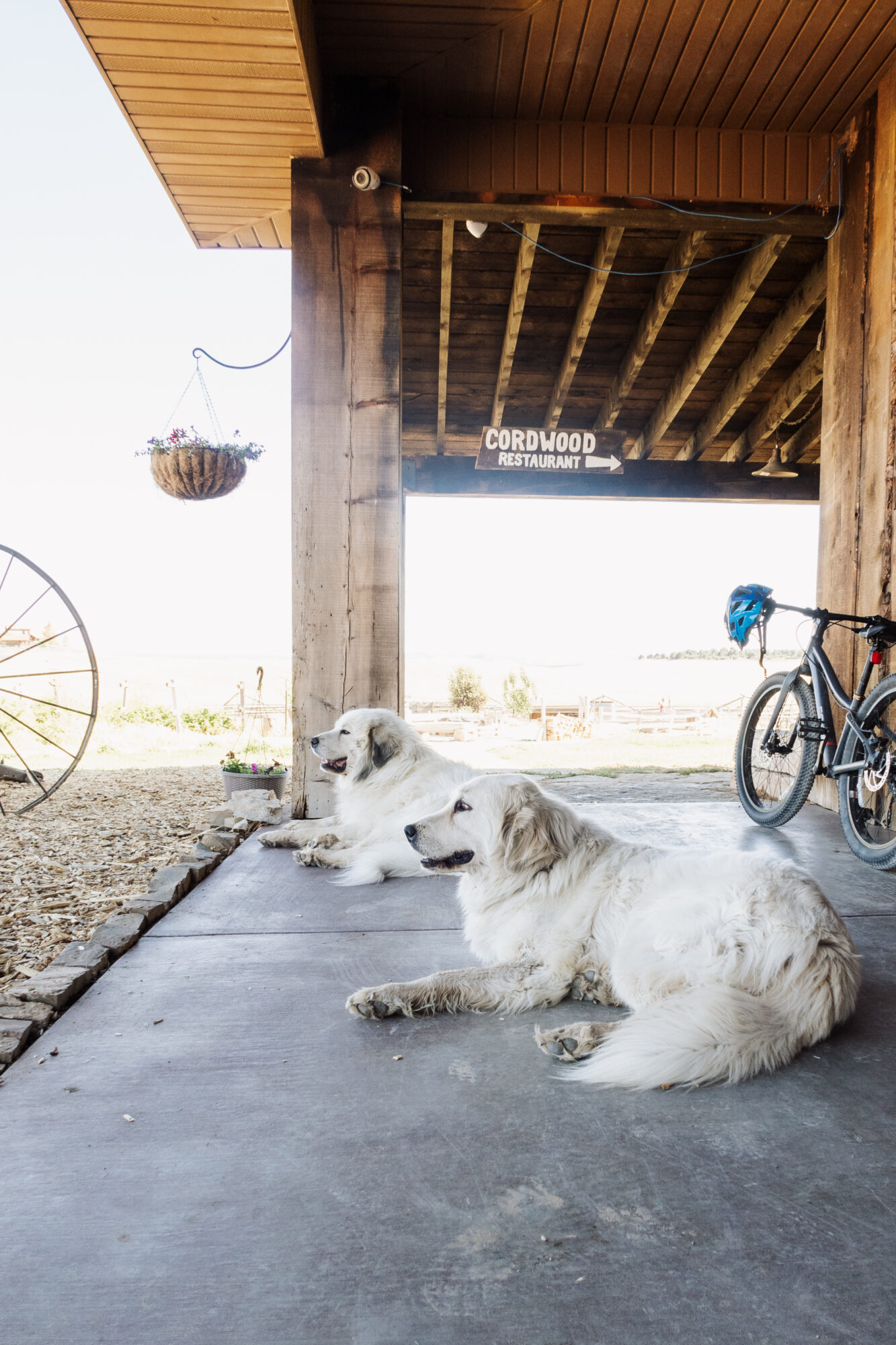 the sweetest livestock guardian dogs at zion mountain rance