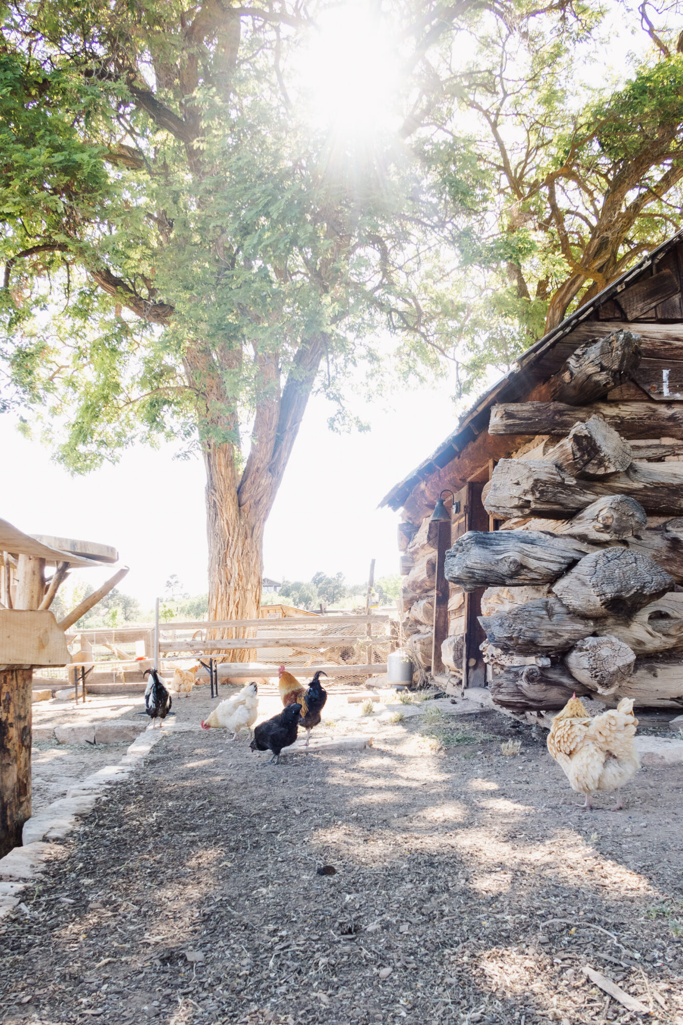 the chickens at zion mountain ranch were the kids favorite thing!