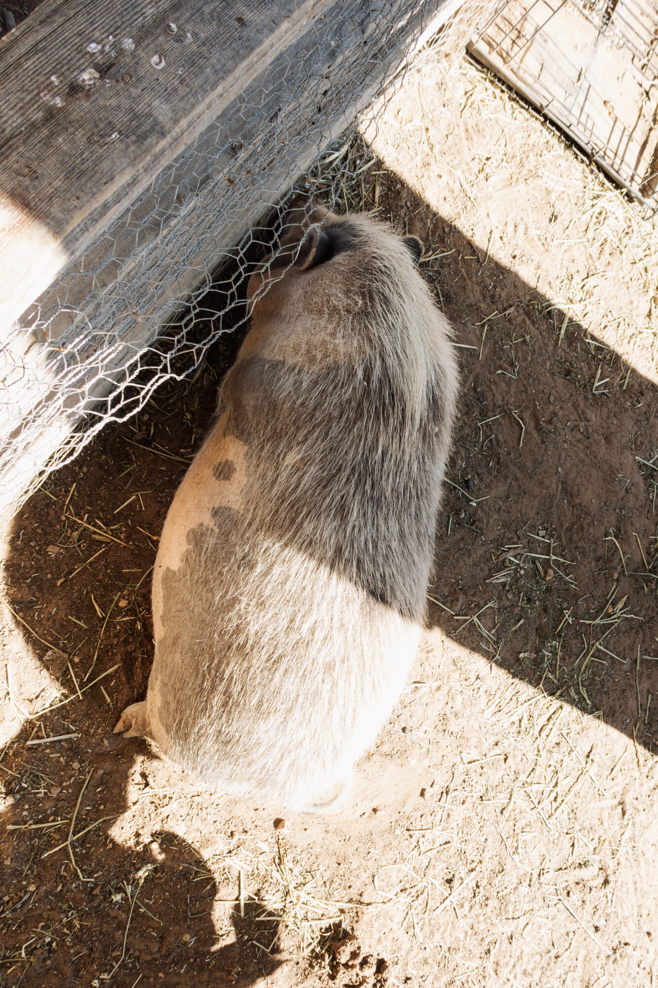 one of the two pigs on the property at zion mountain ranch