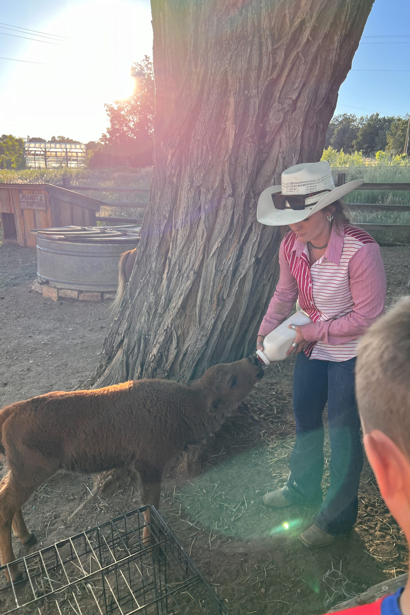 the sweetest baby buffalo who we saw getting a feeding one night from this very friendly rancher
