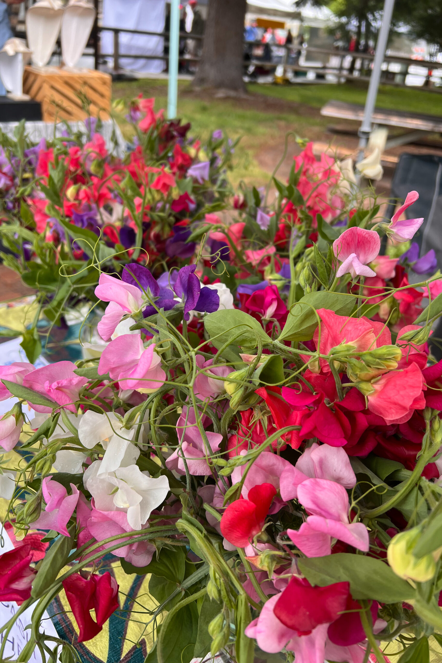 beautiful sweet peas at the ketchum farmer's market